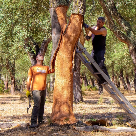 harvesting cork from tree